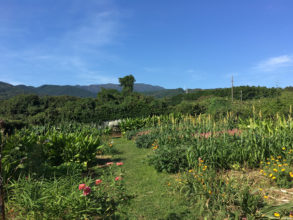 自然農法で草木染めの染料や野菜を育てています
