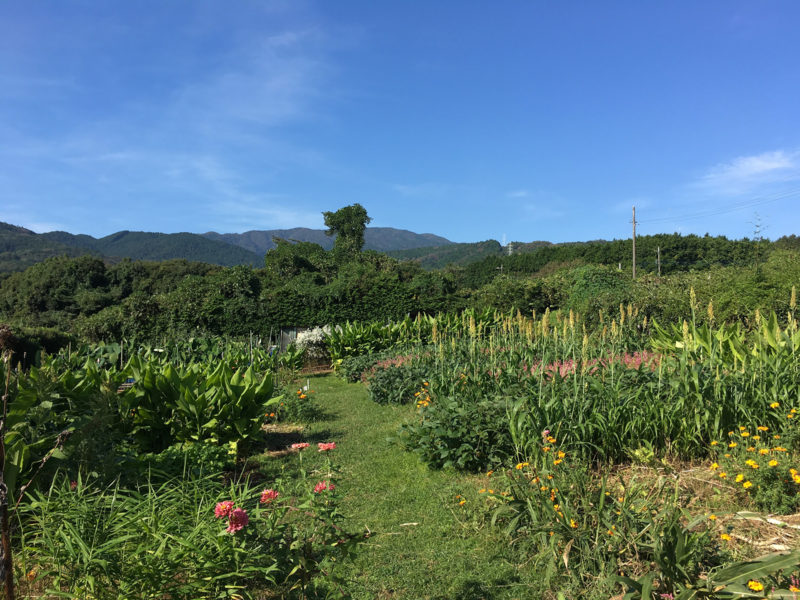 自然農法で草木染めの染料や野菜を育てています