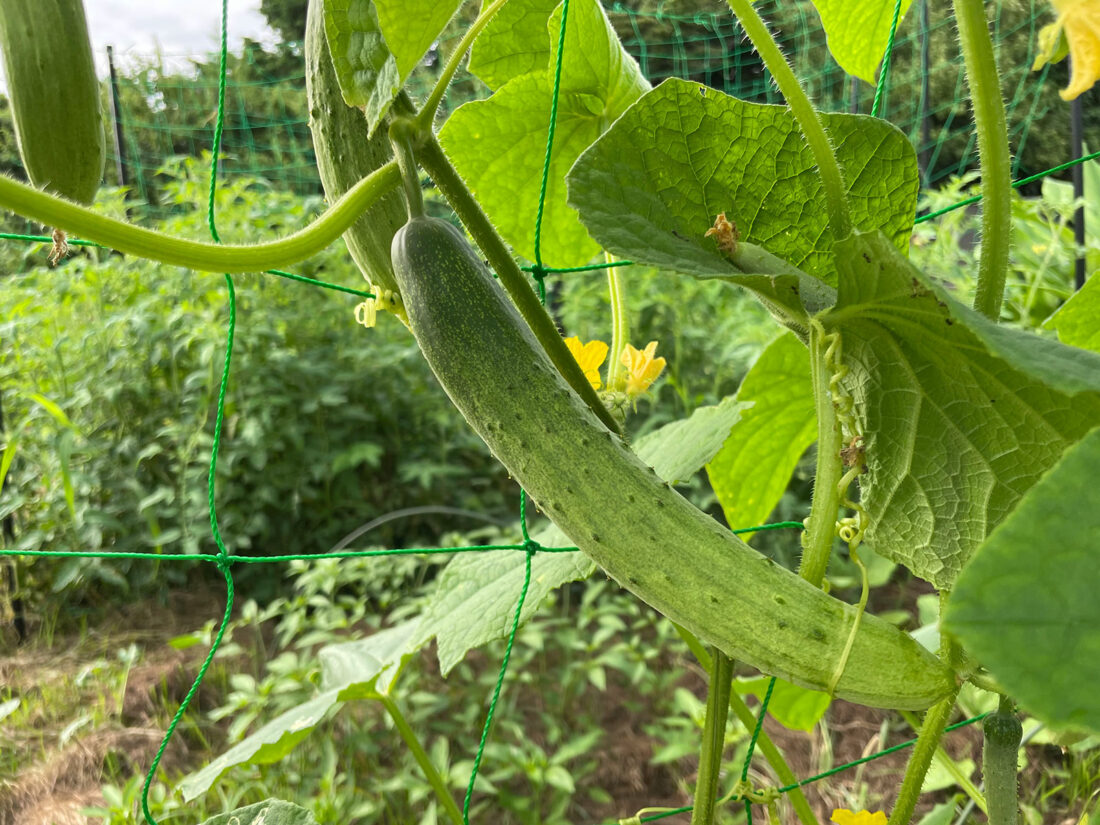 1本のキュウリができるまで